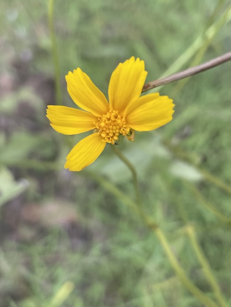 Goldenwave Tickseed photo 3