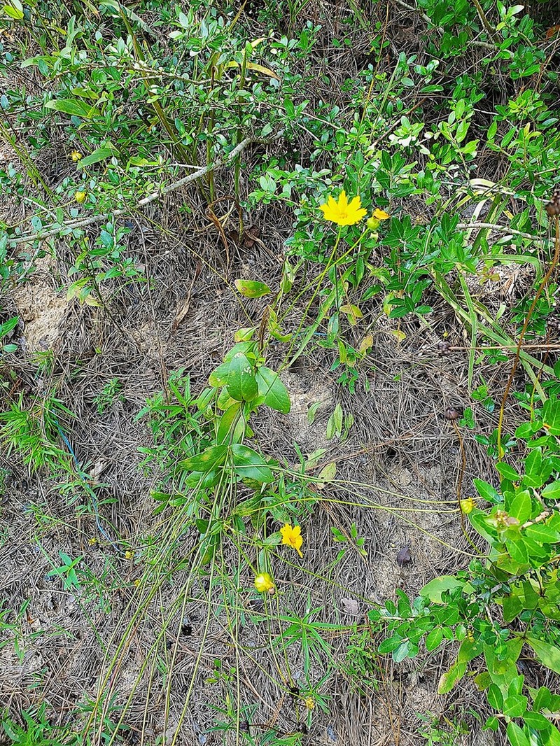 Goldenwave Tickseed photo 4