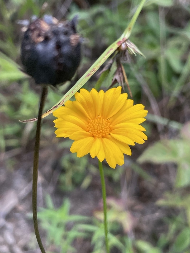 Goldenwave Tickseed photo 5