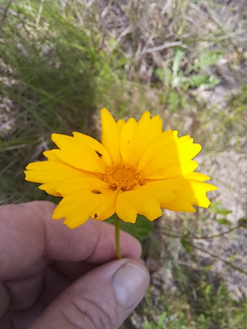Goldenwave Tickseed photo 6