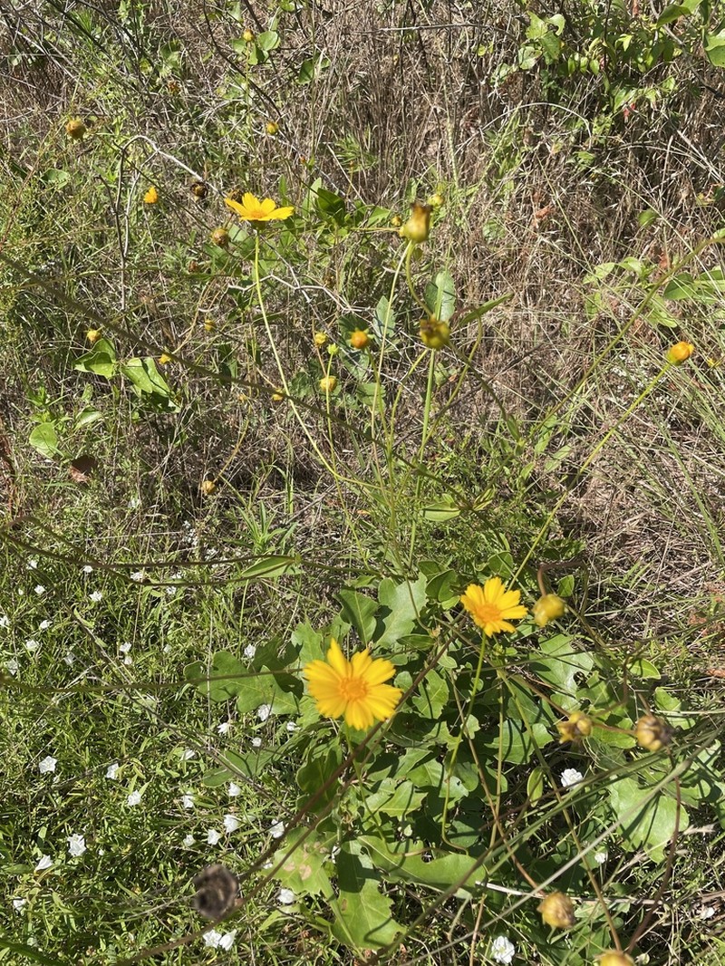 Goldenwave Tickseed photo 7