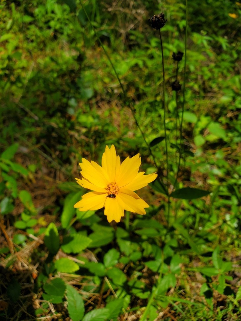 Goldenwave Tickseed photo 8