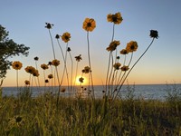 Lanceleaf Tickseed