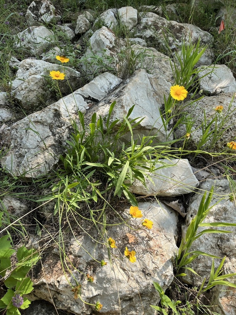 Lanceleaf Tickseed photo 2