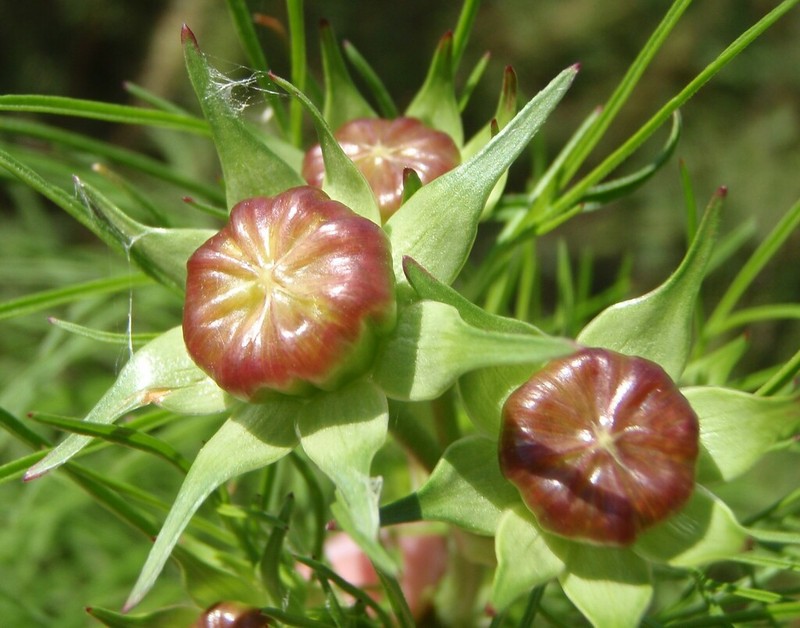 Lanceleaf Tickseed photo 3