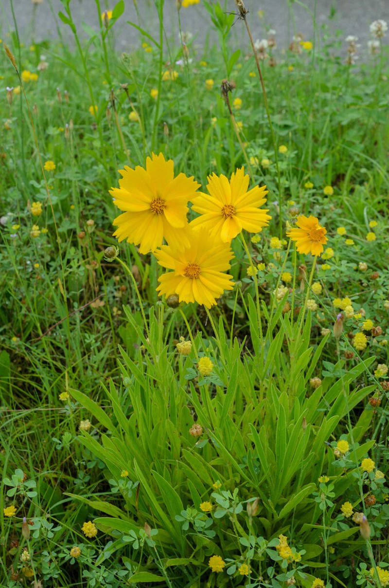 Lanceleaf Tickseed photo 5