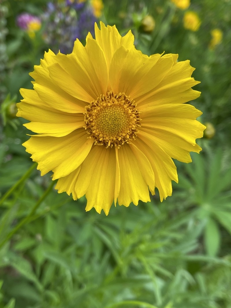 Lanceleaf Tickseed photo 6
