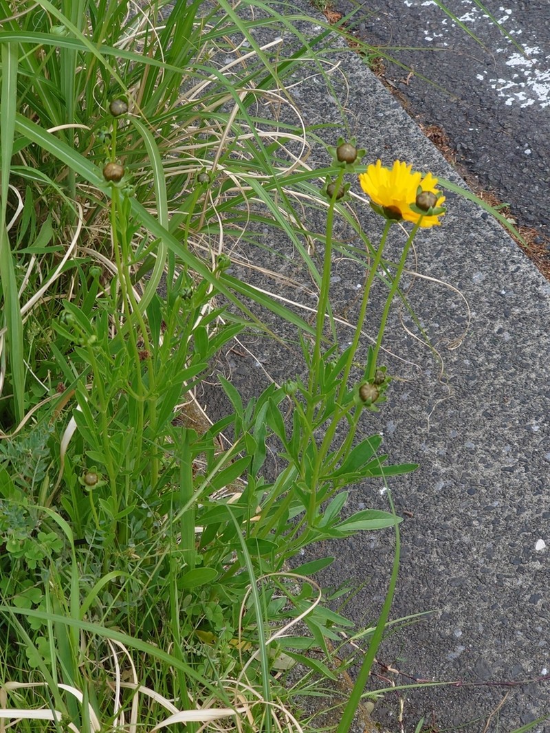 Lanceleaf Tickseed photo 7