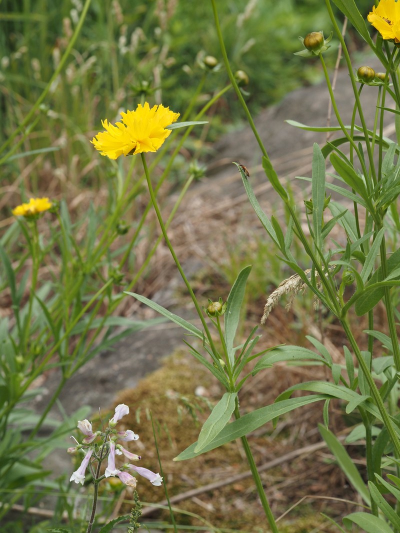 Lanceleaf Tickseed photo 8