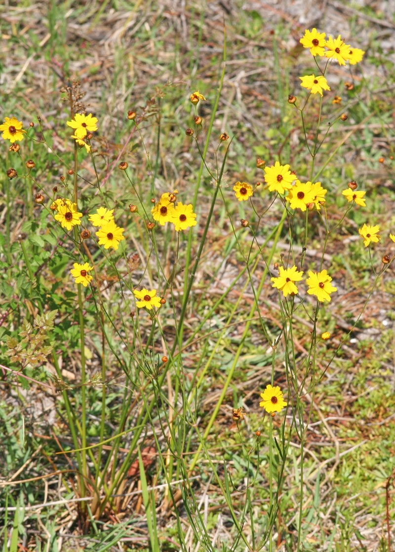 Leavenworth's Tickseed