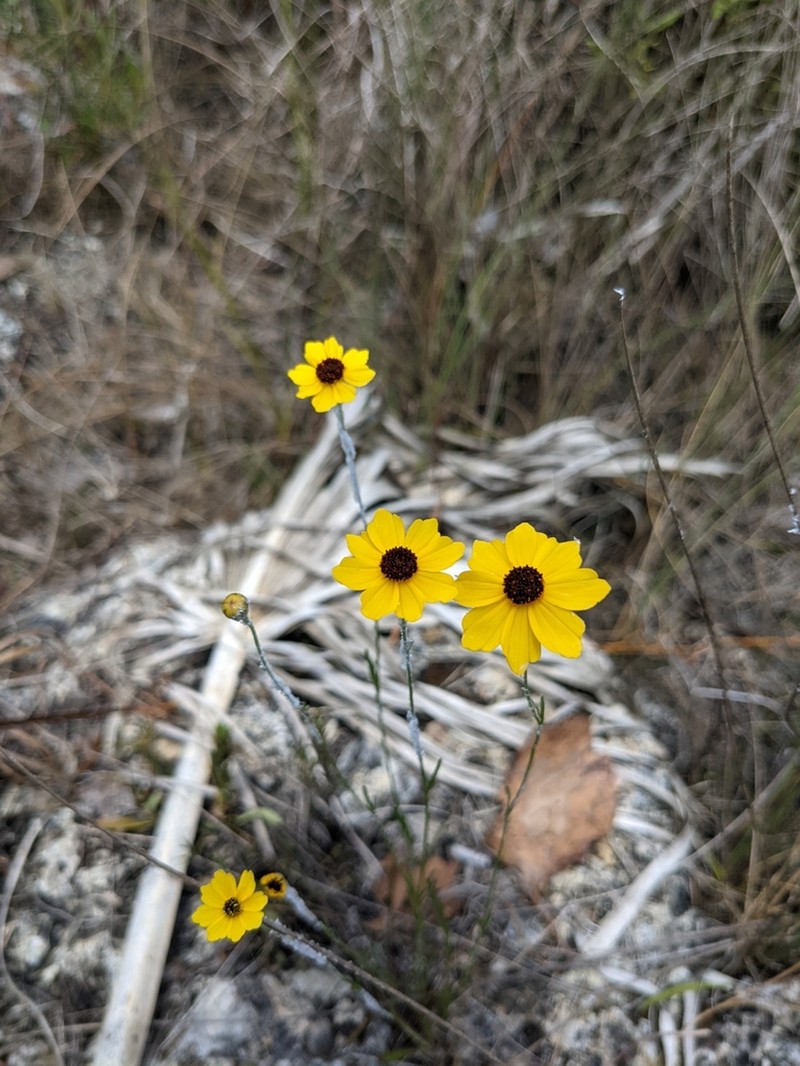 Leavenworth's Tickseed photo 3