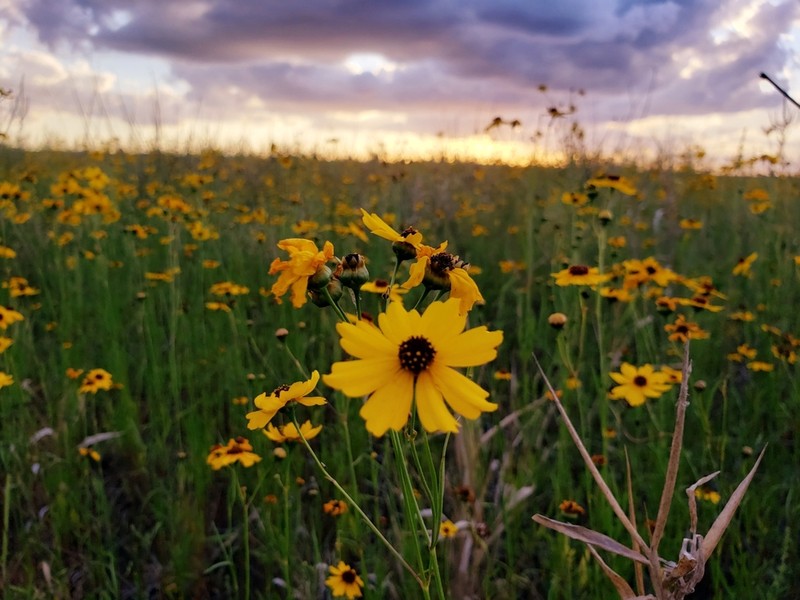 Leavenworth's Tickseed photo 4