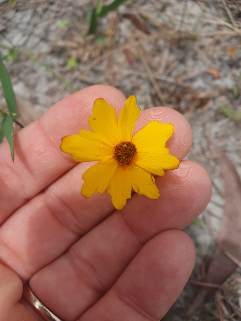 Leavenworth's Tickseed photo 5