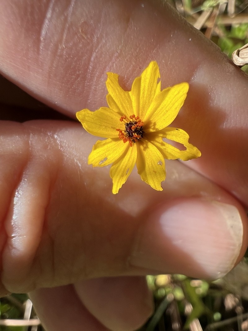 Leavenworth's Tickseed photo 7