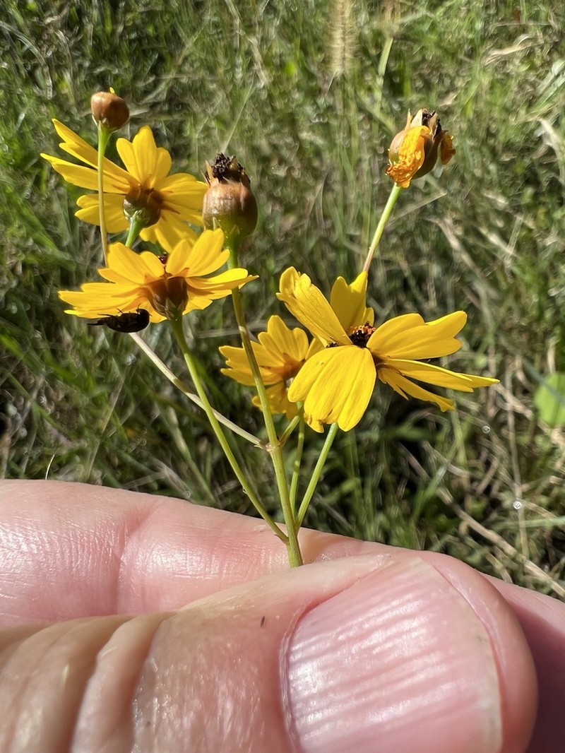 Leavenworth's Tickseed photo 8