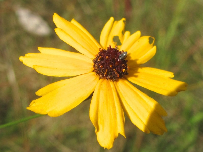 Texas Tickseed