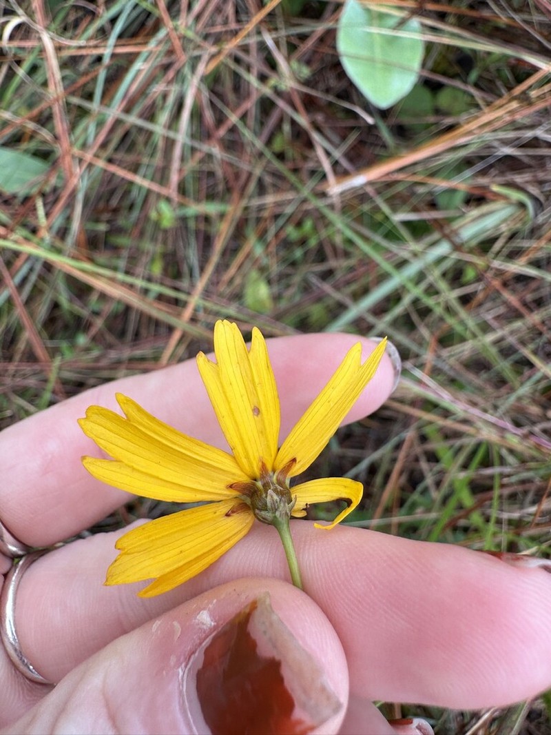 Texas Tickseed photo 2