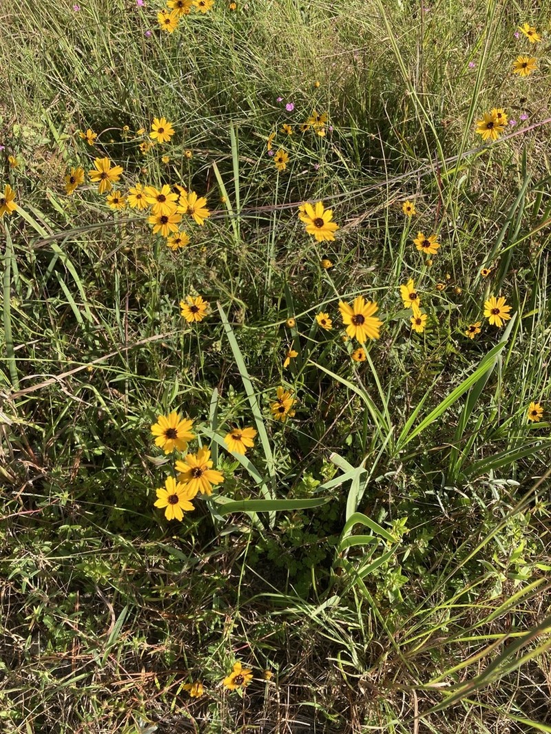 Texas Tickseed photo 3