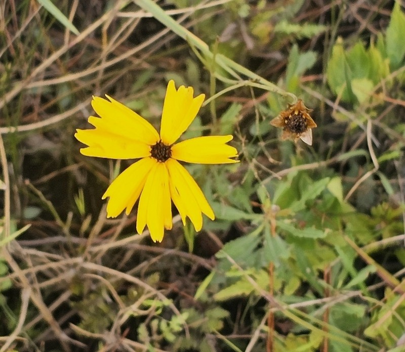 Texas Tickseed photo 4