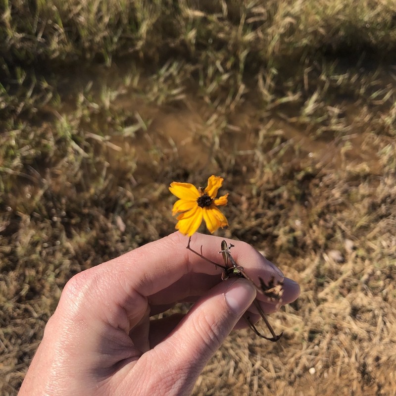 Texas Tickseed photo 5