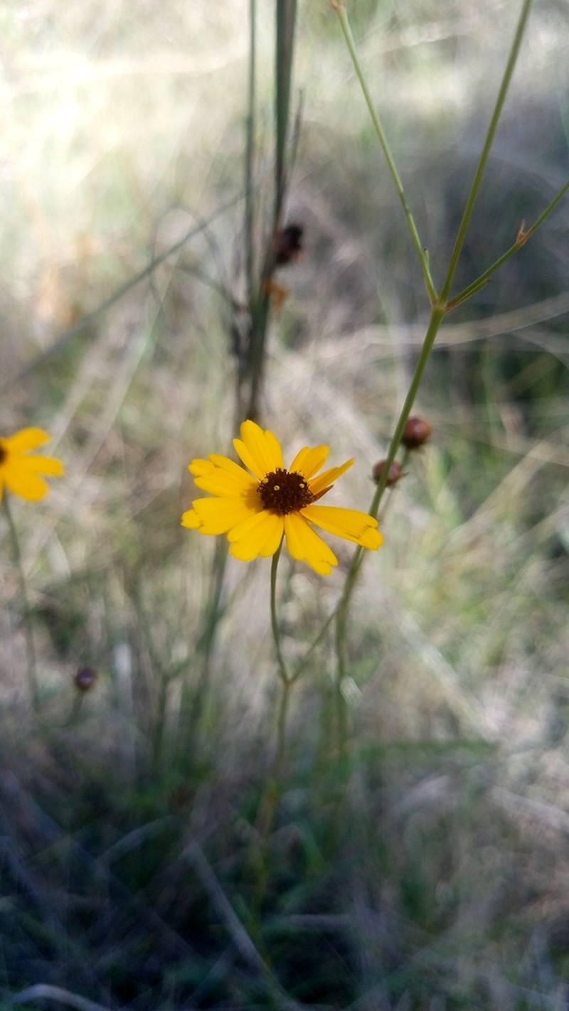 Texas Tickseed photo 6