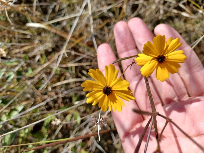 Texas Tickseed photo 7