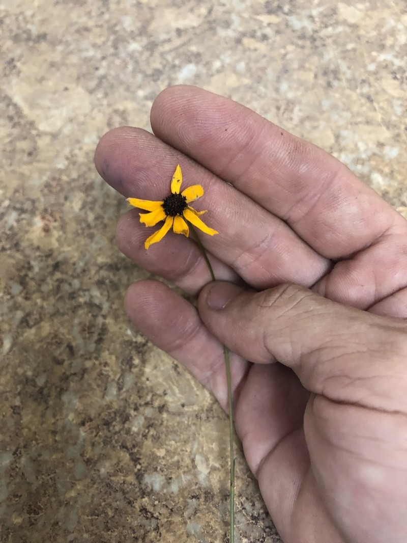 Texas Tickseed photo 8