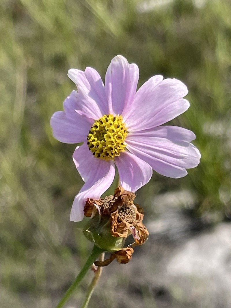Georgia Tickseed