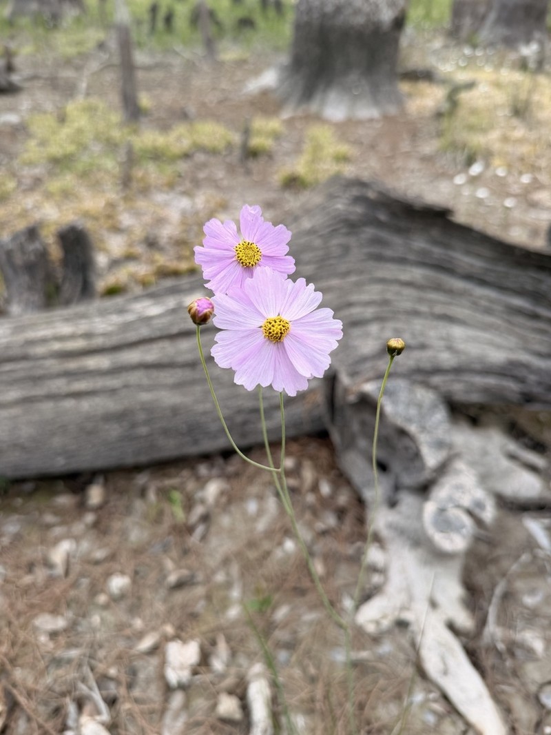 Georgia Tickseed photo 2