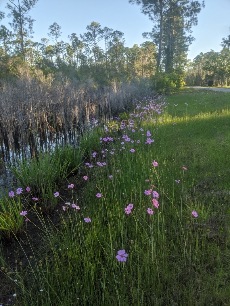 Georgia Tickseed photo 5