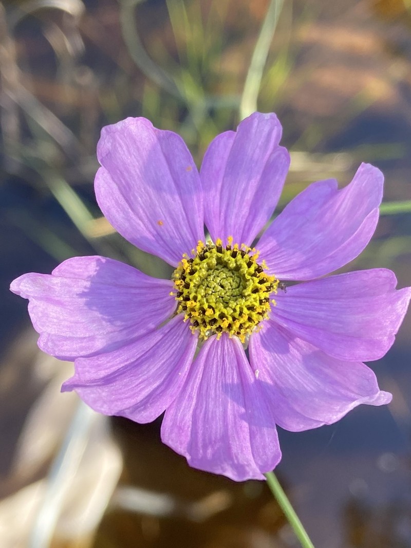Georgia Tickseed photo 6