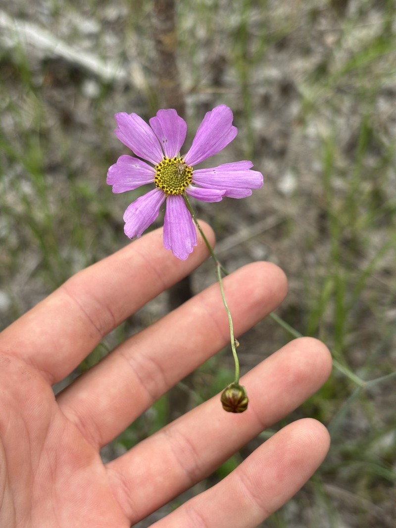 Georgia Tickseed photo 7