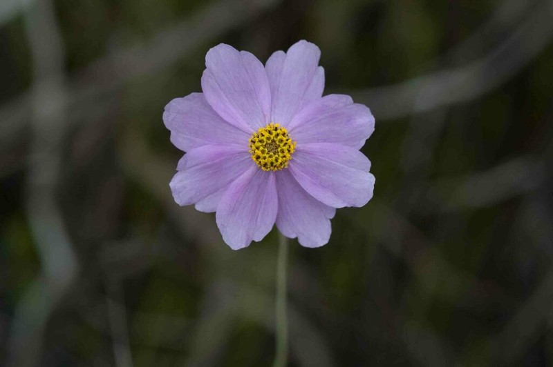 Georgia Tickseed photo 8