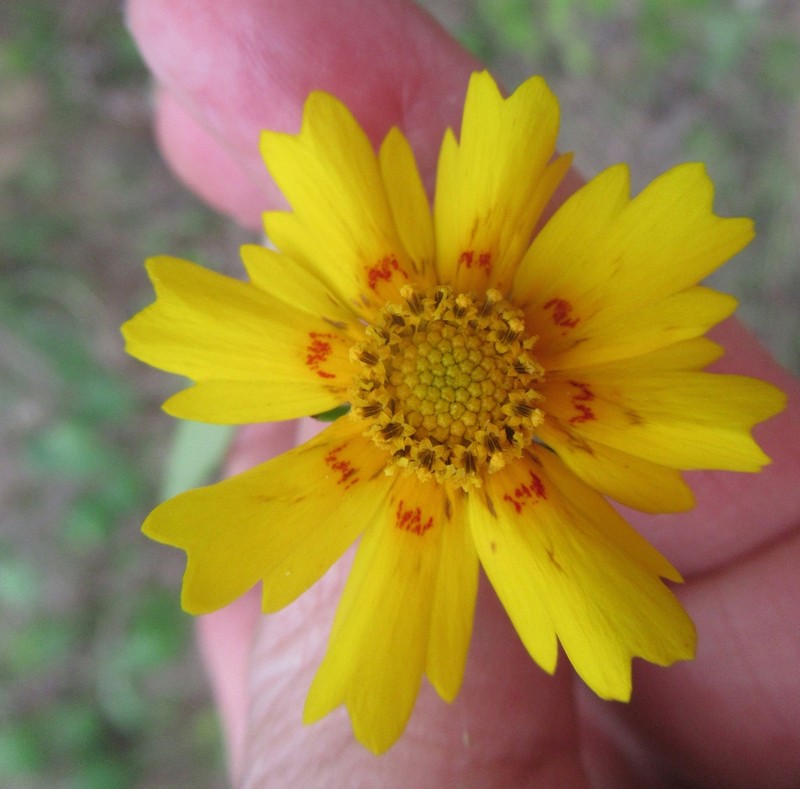 Crown Tickseed