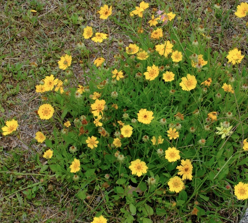 Crown Tickseed photo 2
