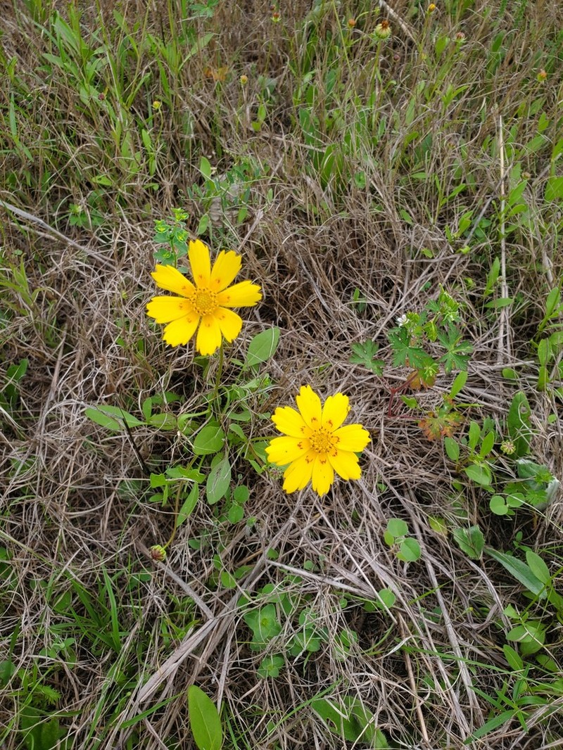 Crown Tickseed photo 3