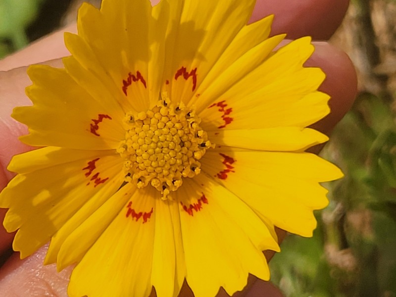 Crown Tickseed photo 4