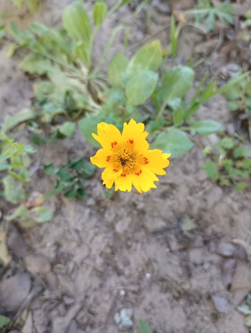 Crown Tickseed photo 5