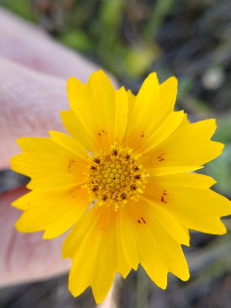 Crown Tickseed photo 6
