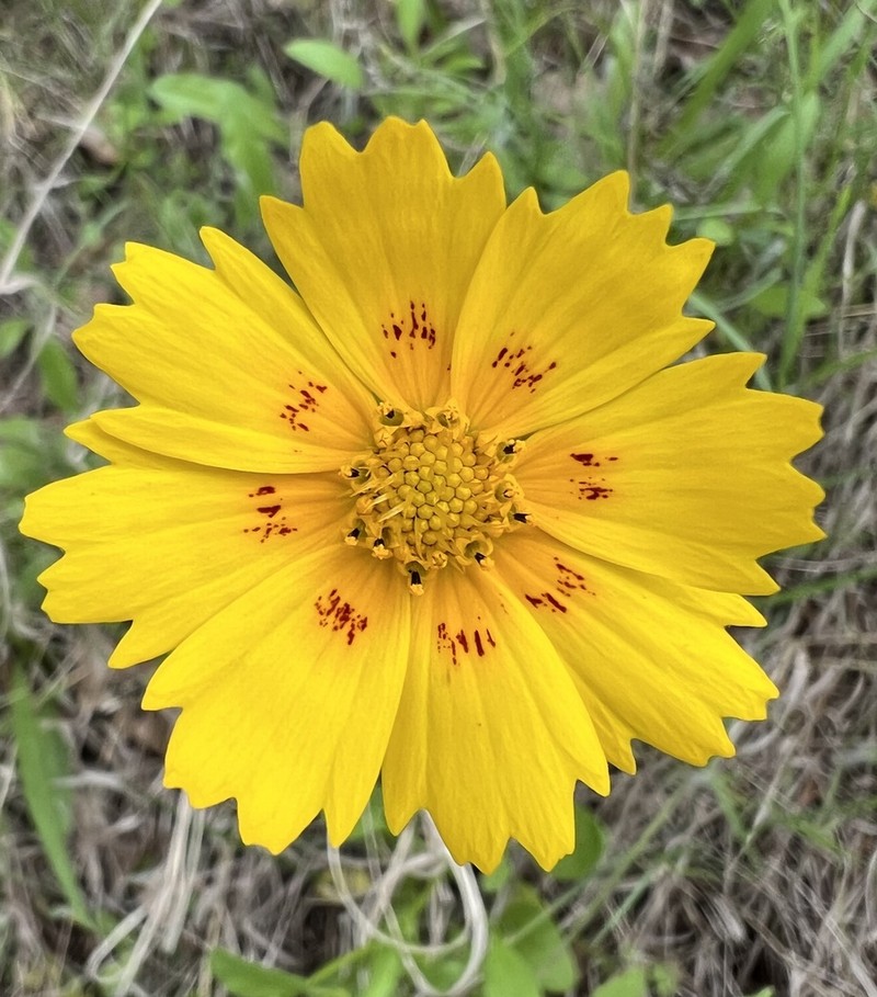 Crown Tickseed photo 7