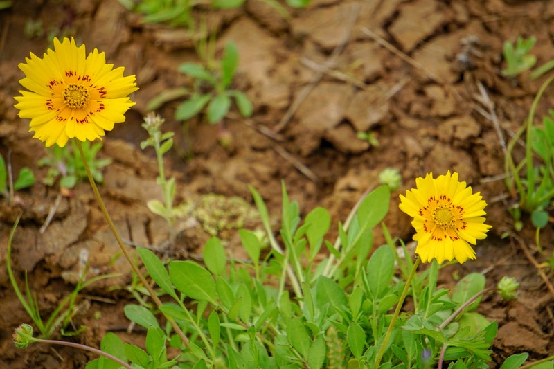 Crown Tickseed photo 8