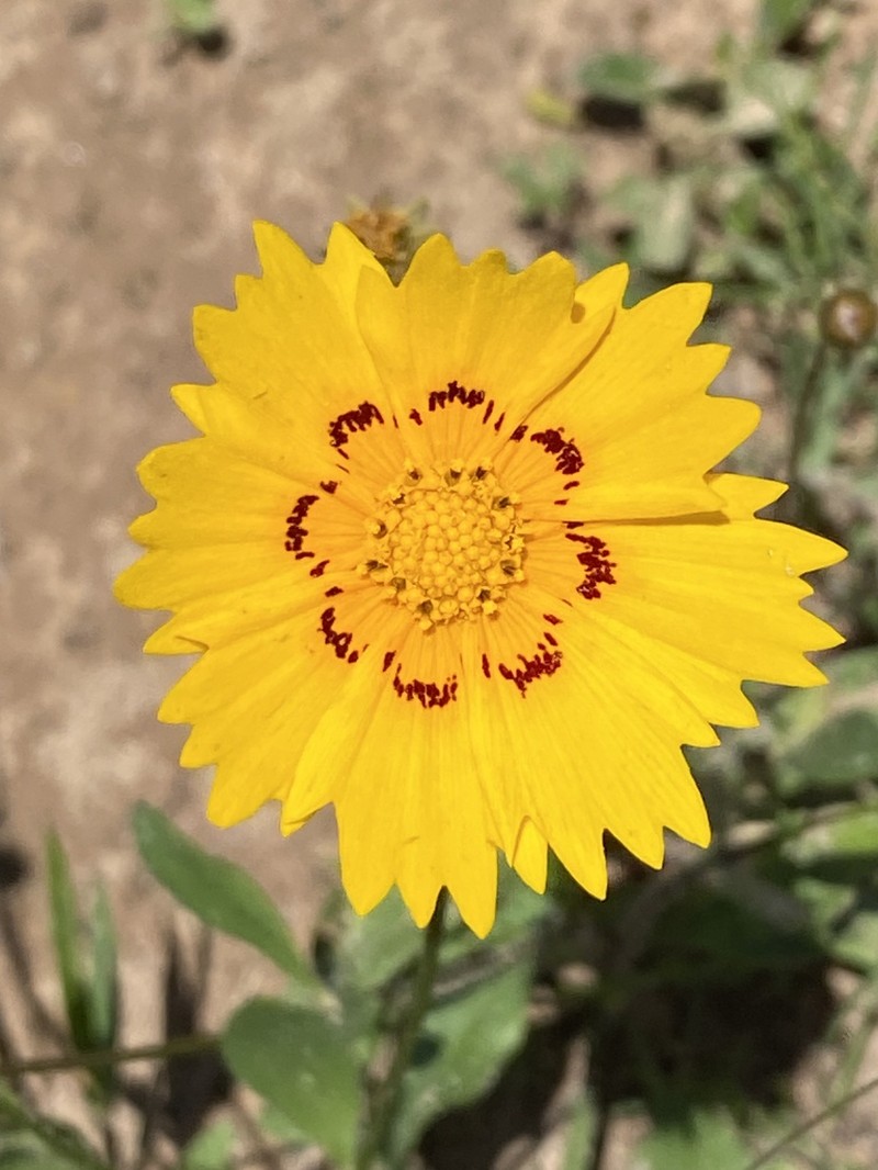 Rio Grande Tickseed