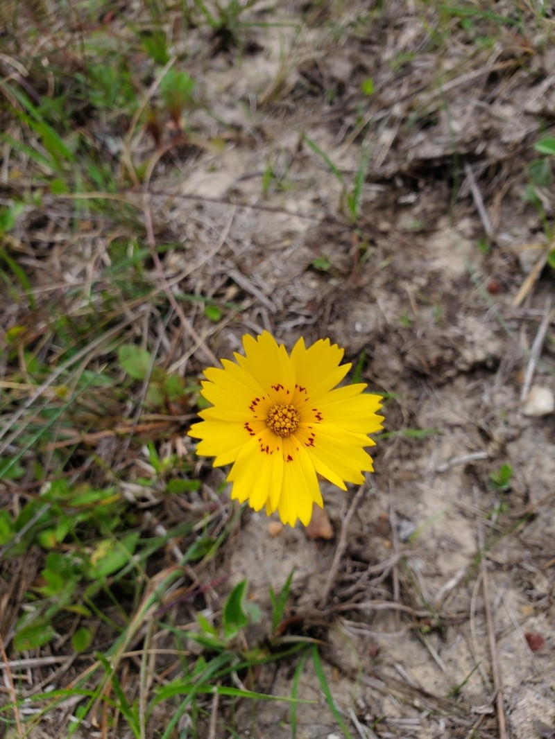 Rio Grande Tickseed photo 2