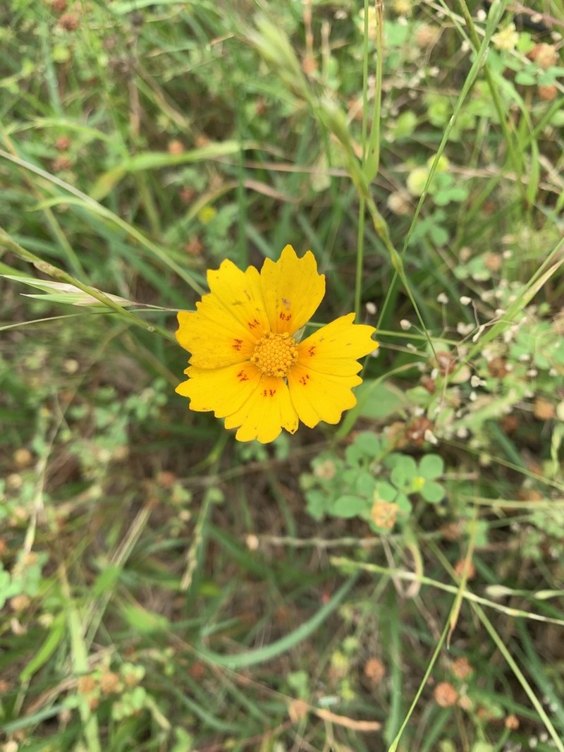 Rio Grande Tickseed photo 3
