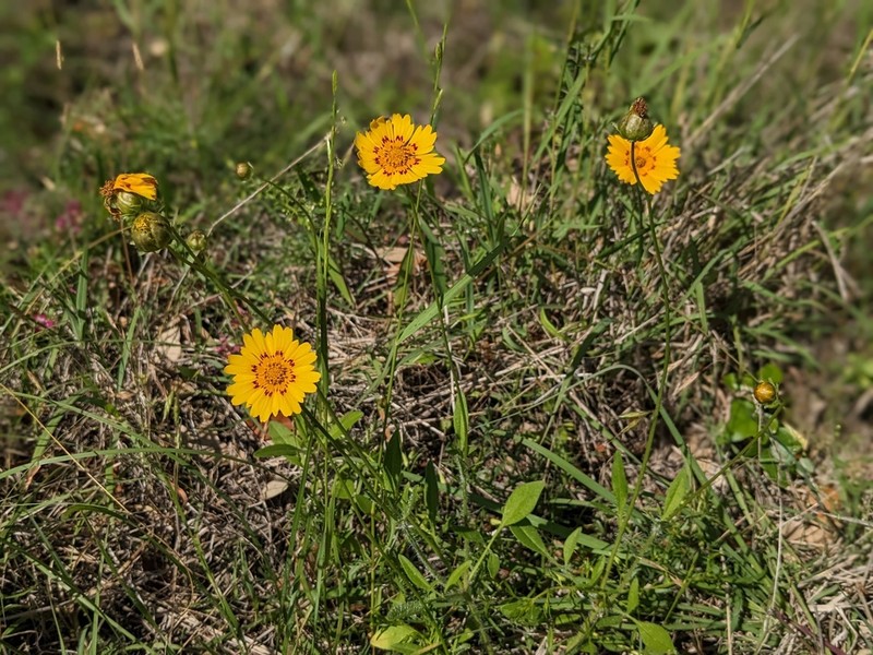 Rio Grande Tickseed photo 4