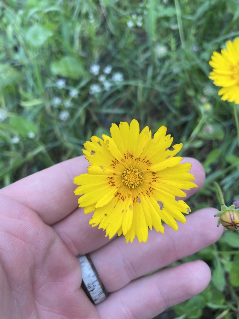 Rio Grande Tickseed photo 5