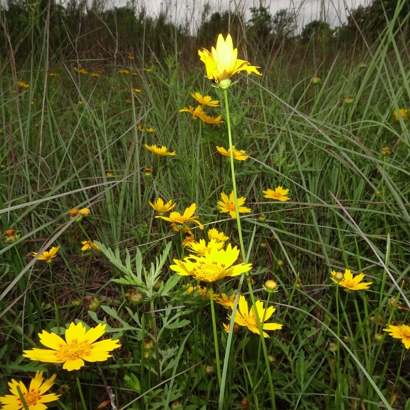 Rio Grande Tickseed photo 6