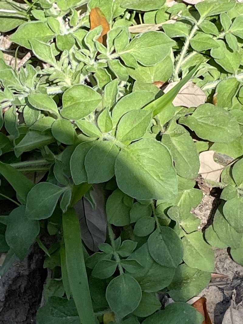 Rio Grande Tickseed photo 7