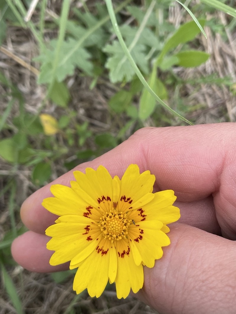 Rio Grande Tickseed photo 8
