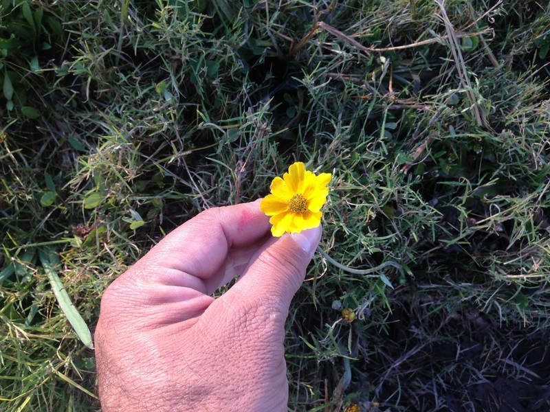 Coreopsis paludosa photo 2